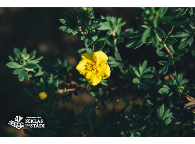 Potentilla fruticosa    'Goldteppich'